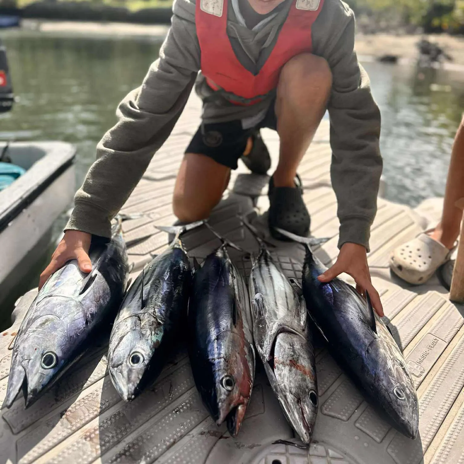 The most recent Skipjack tuna catches on Fishbrain