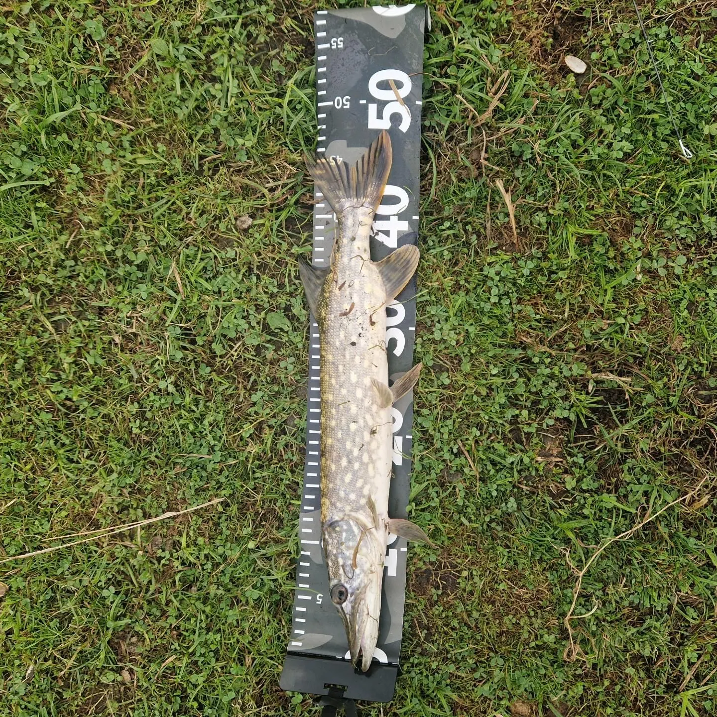 Northern pike caught on Fishbrain