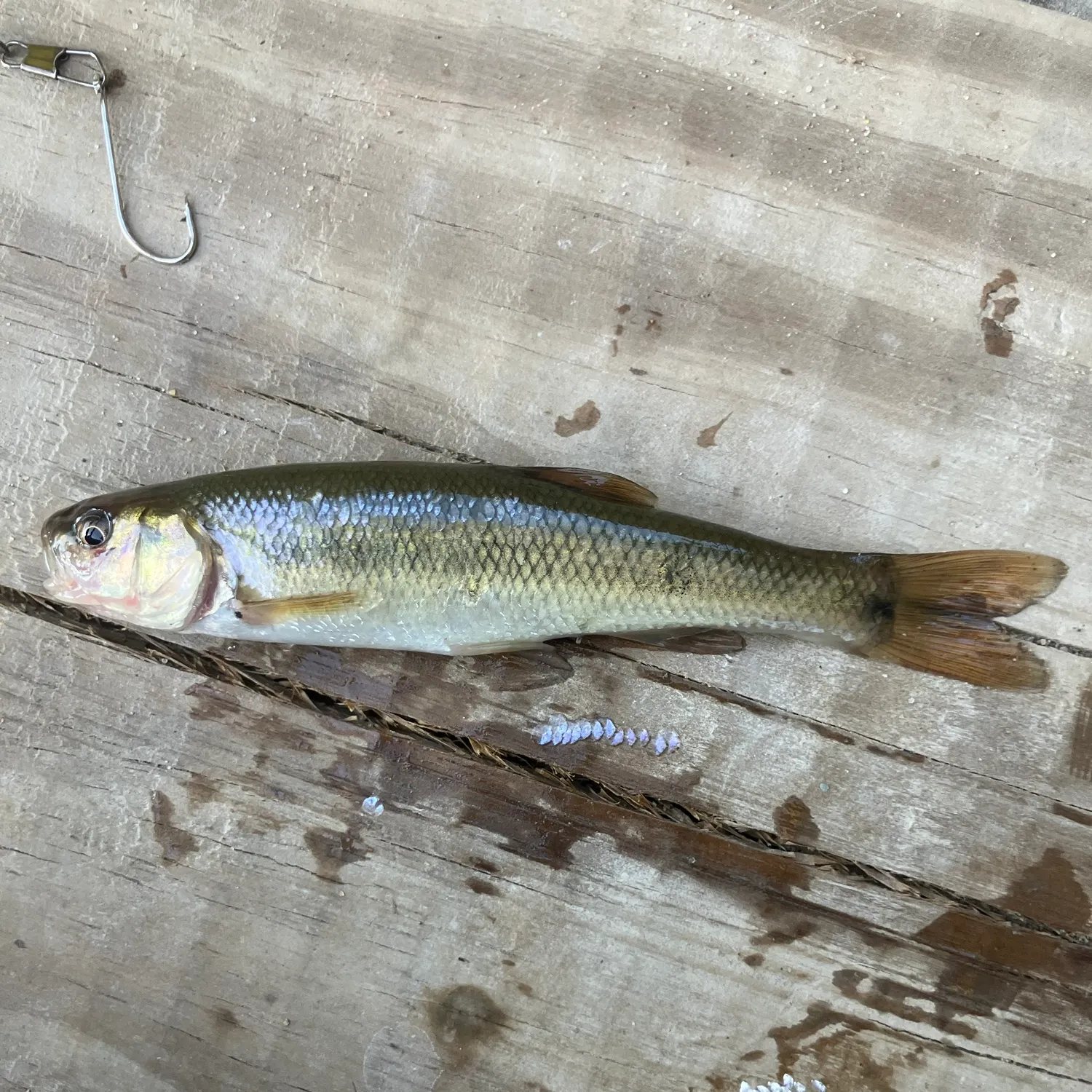 Creek chub caught on Fishbrain