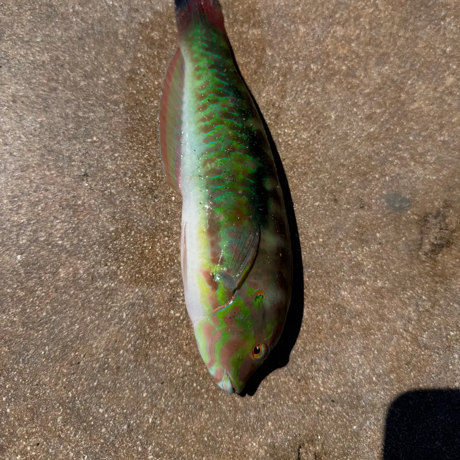 The most recent Slippery dick wrasse catches on Fishbrain