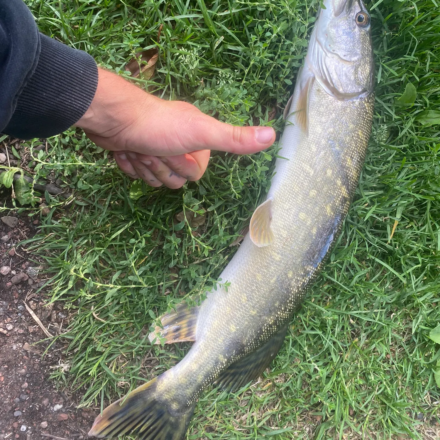 Northern pike caught on Fishbrain