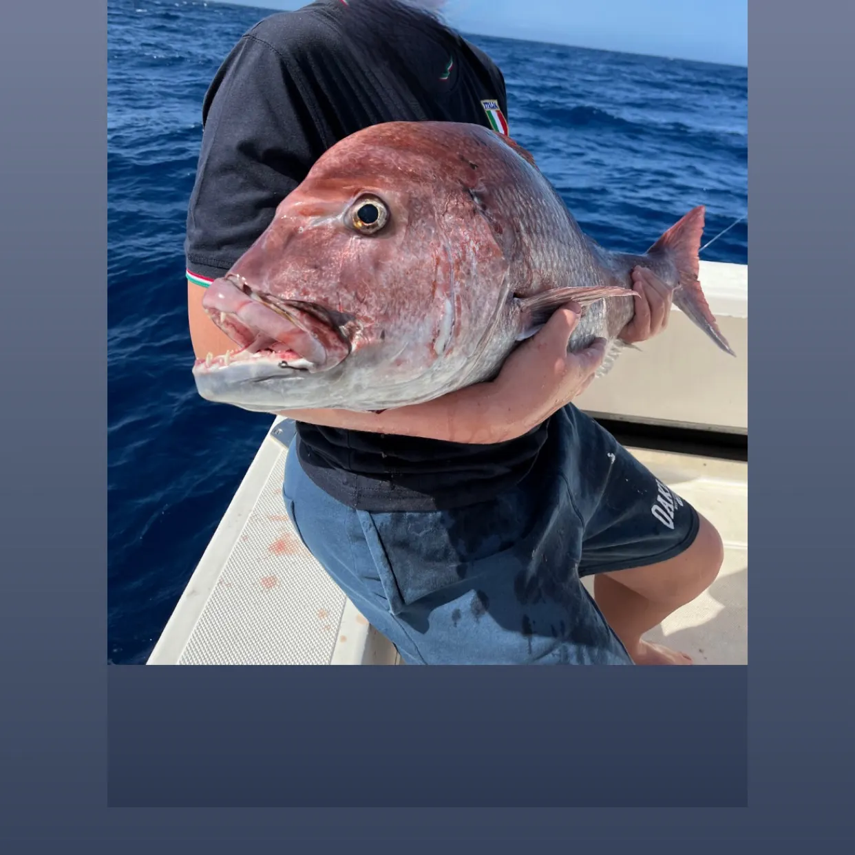The most recent Pink dentex catches on Fishbrain