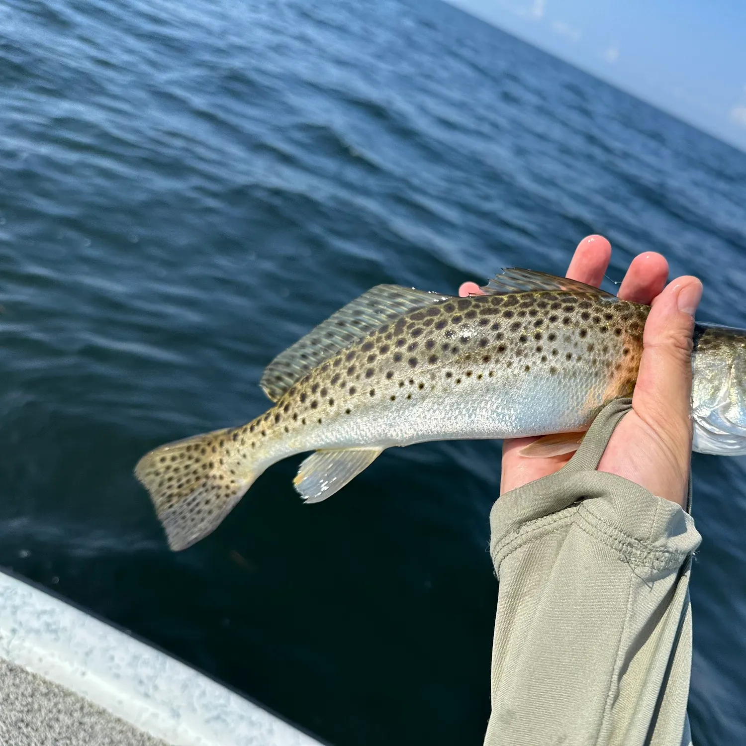 Spotted seatrout caught on Fishbrain