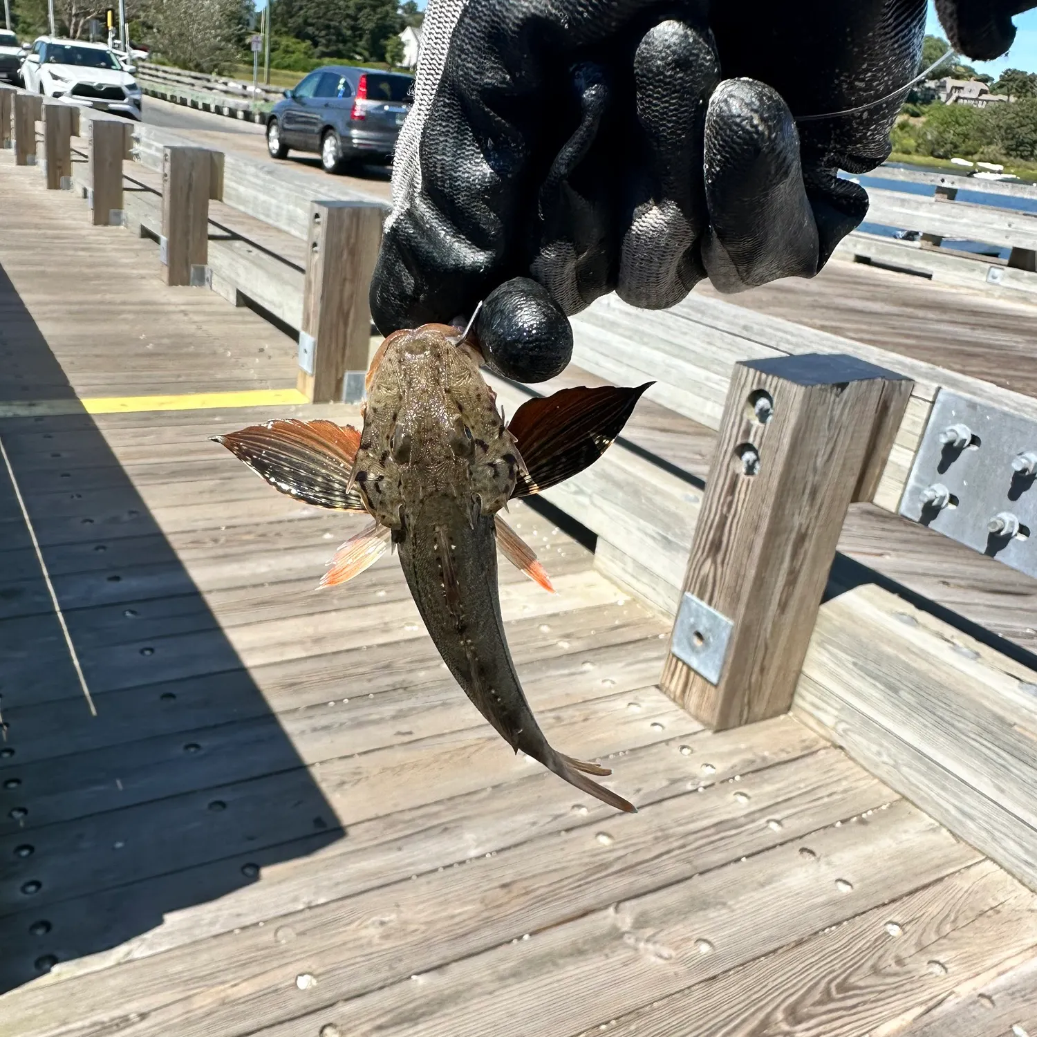 recently logged catches