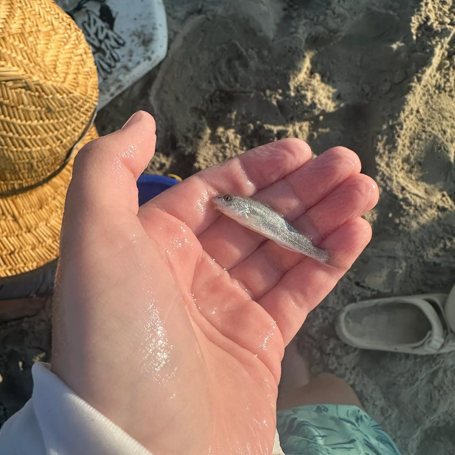 Gray weakfish caught on Fishbrain