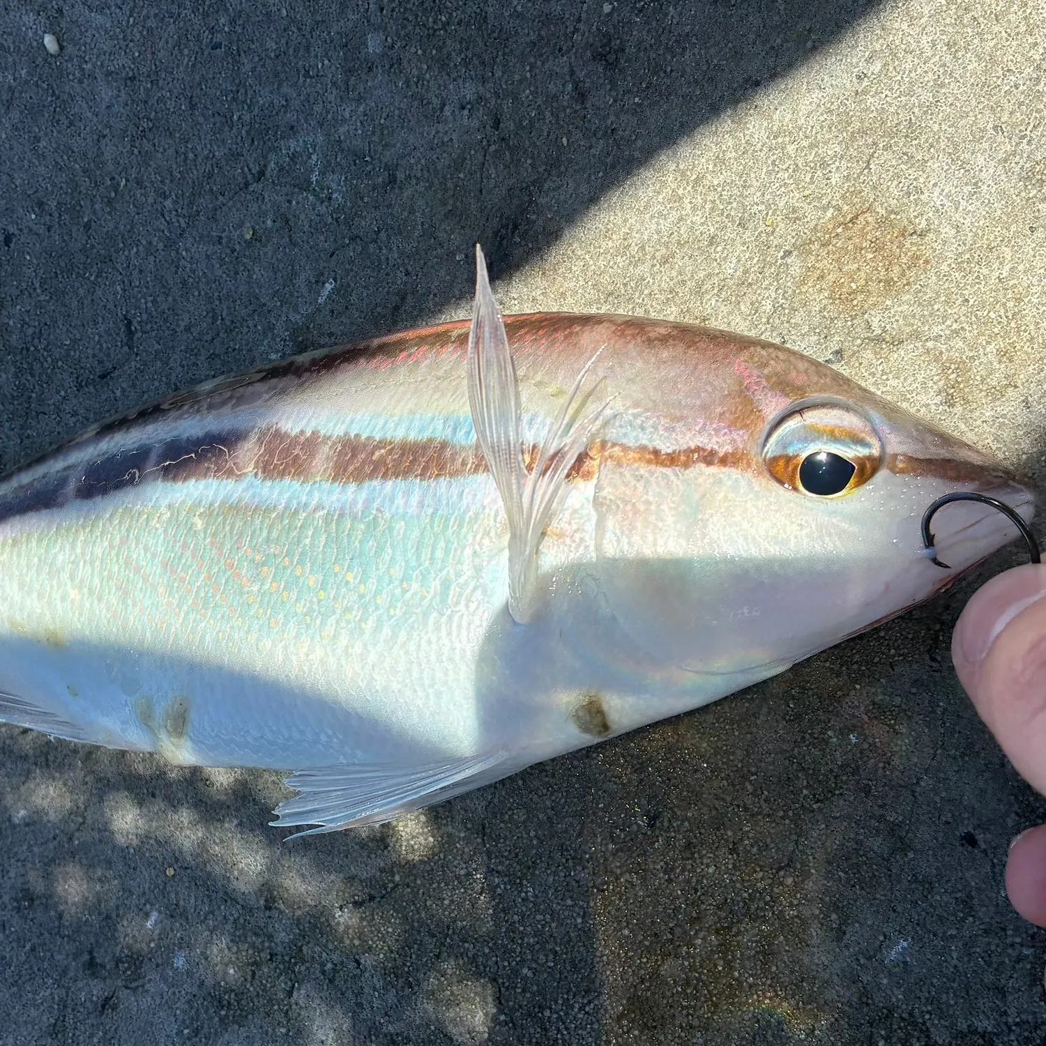 The most recent Striped whiptail catches on Fishbrain