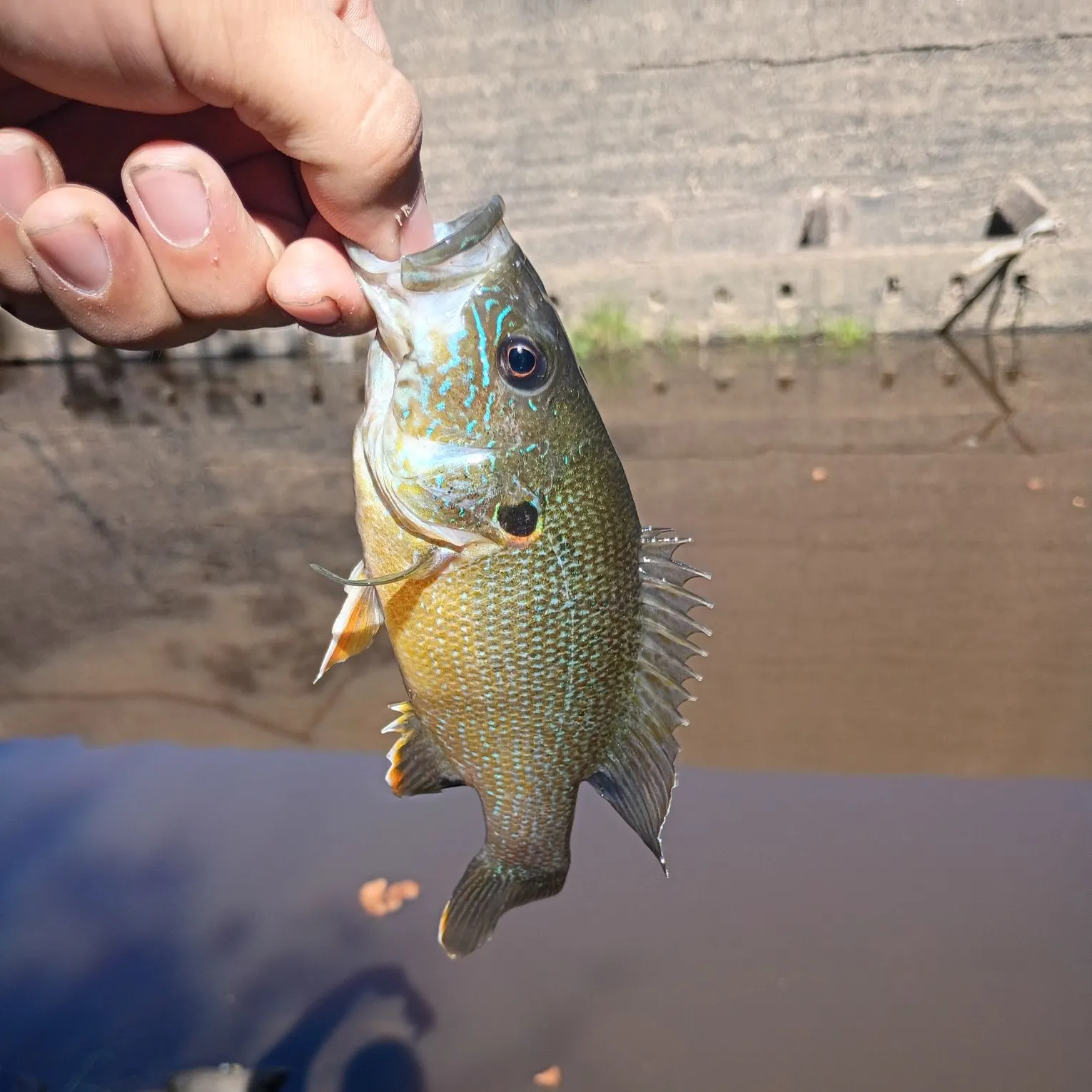 Green sunfish caught on Fishbrain