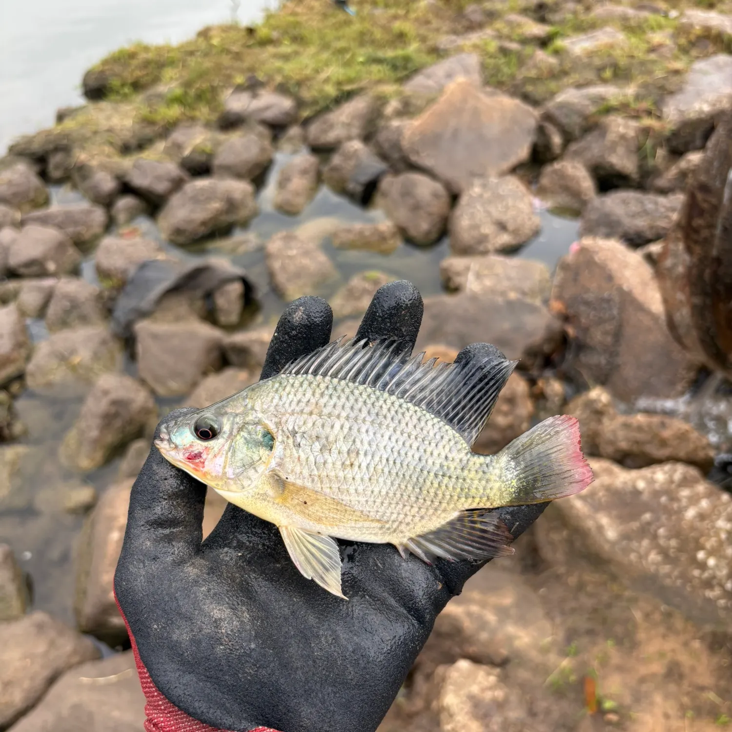 The most recent Nile tilapia catches on Fishbrain