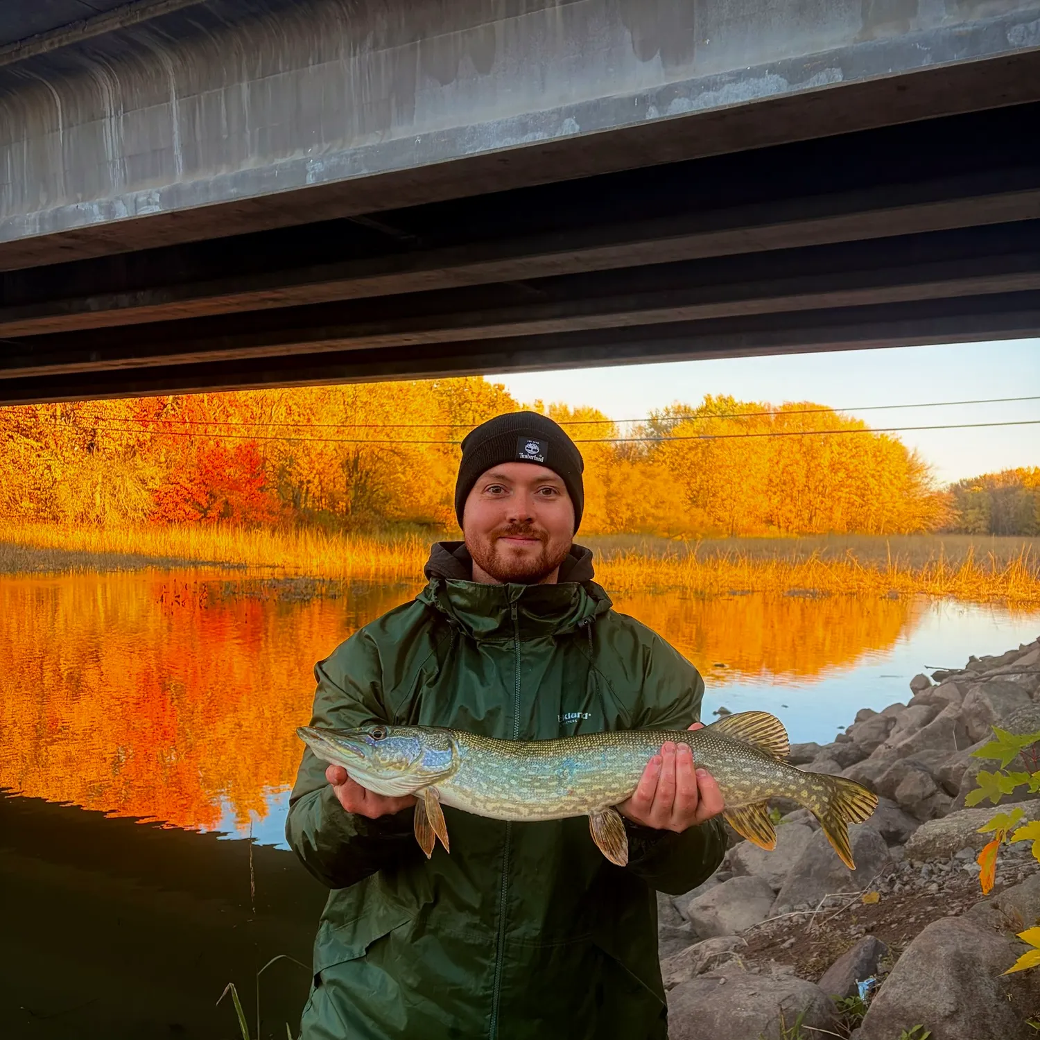 Northern pike caught on Fishbrain