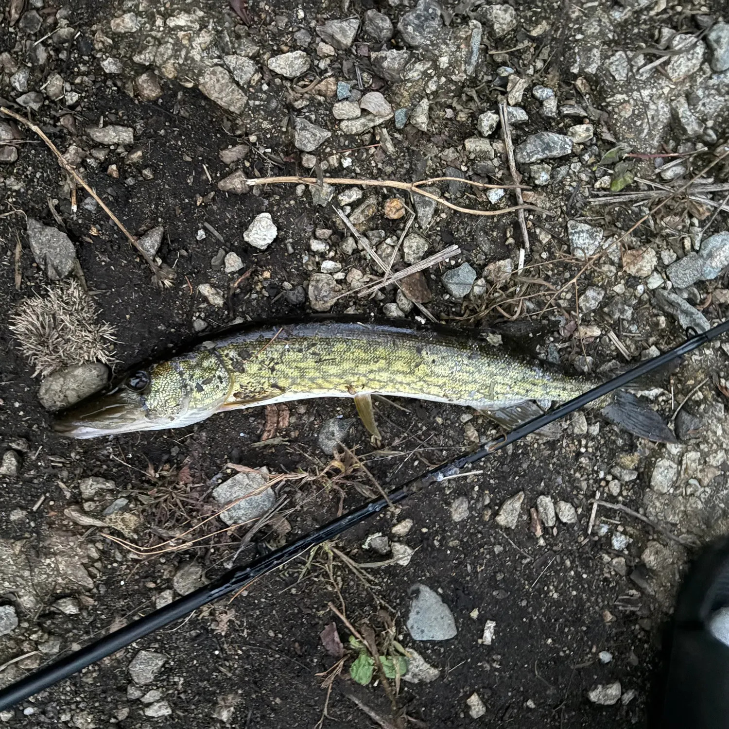 Chain pickerel caught on Fishbrain