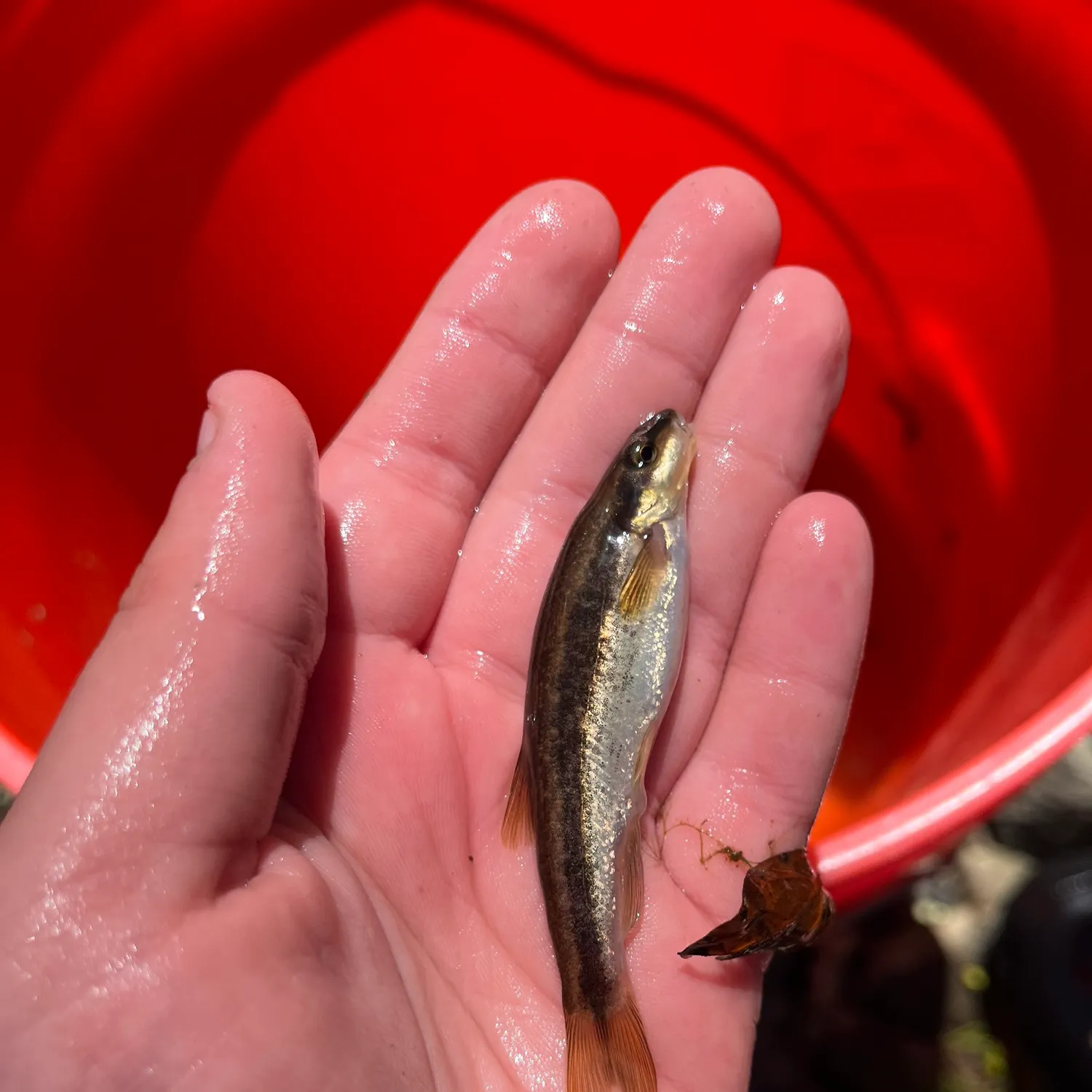 The most recent Eastern blacknose dace catches on Fishbrain