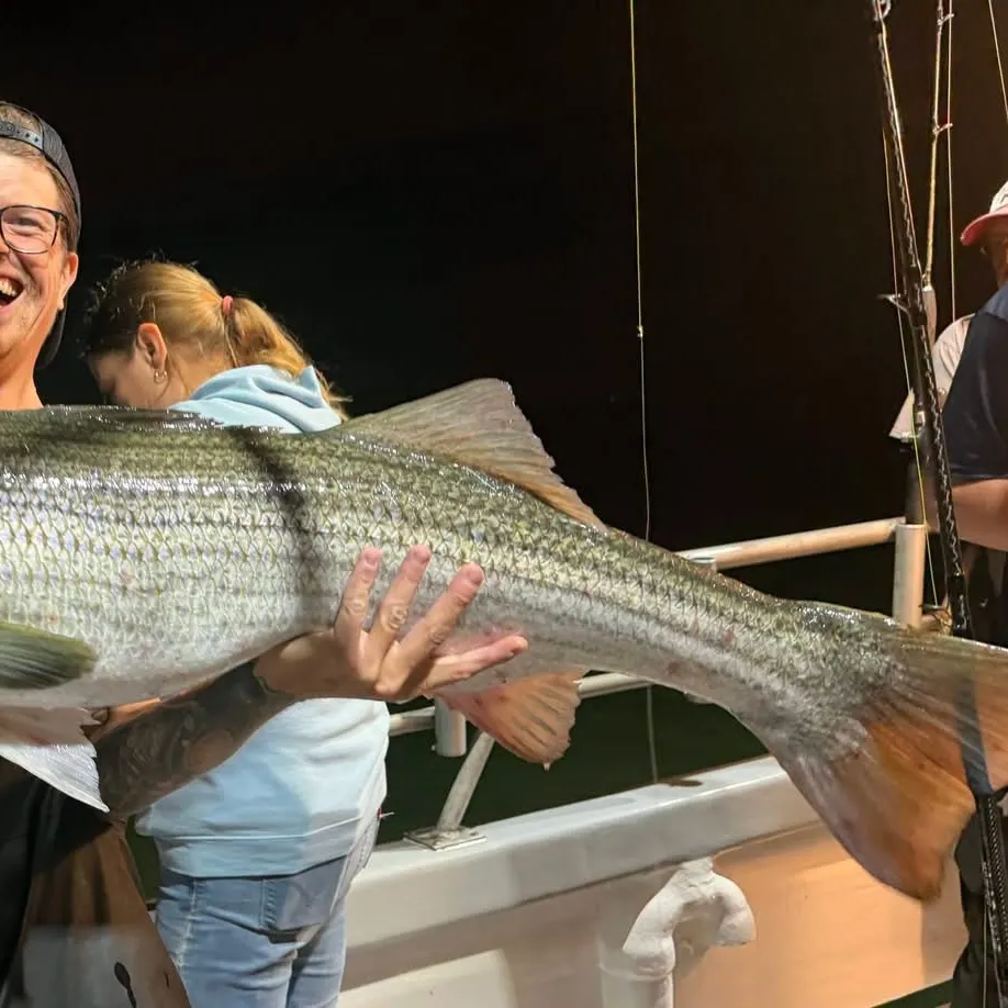 Striped bass caught on Fishbrain
