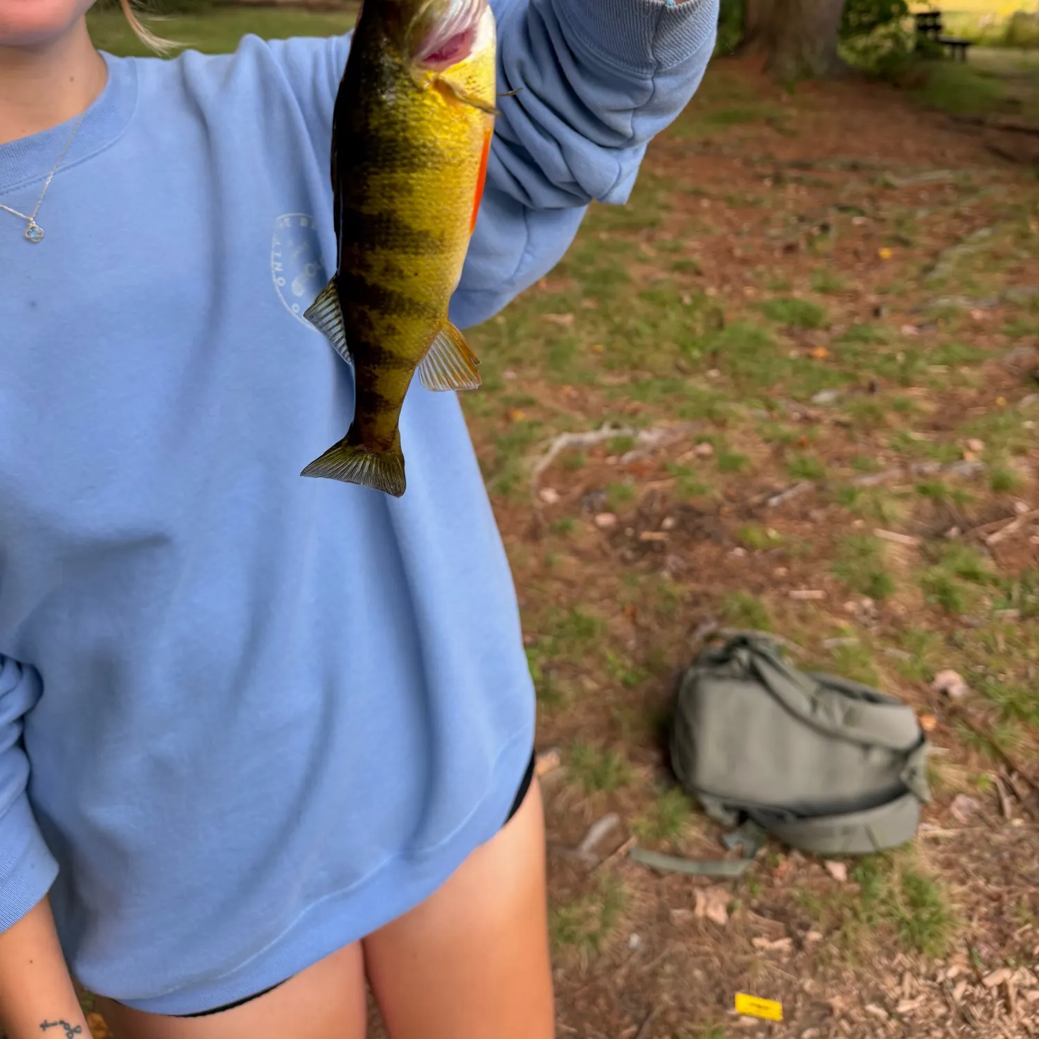 Yellow perch caught on Fishbrain