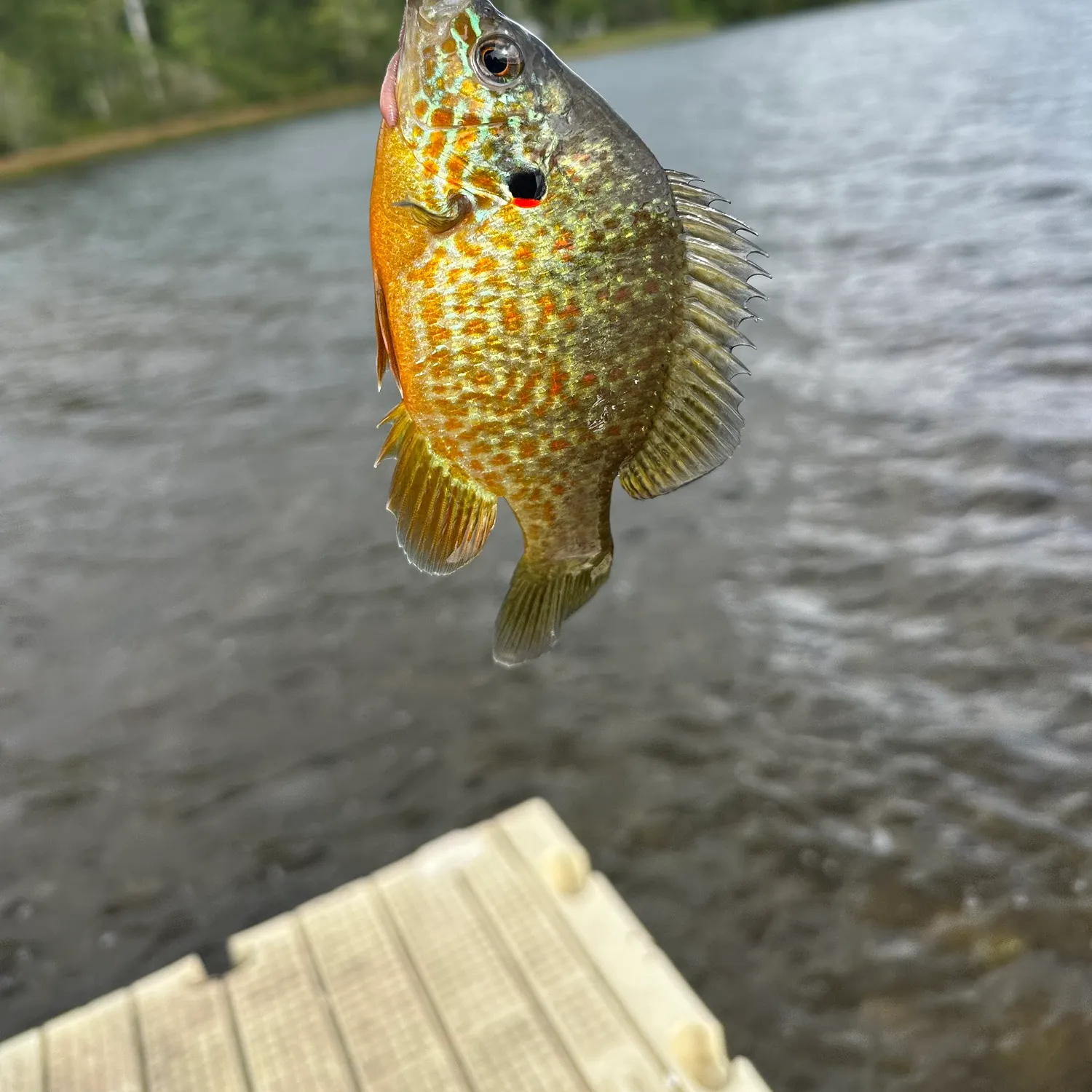 Pumpkinseed caught on Fishbrain