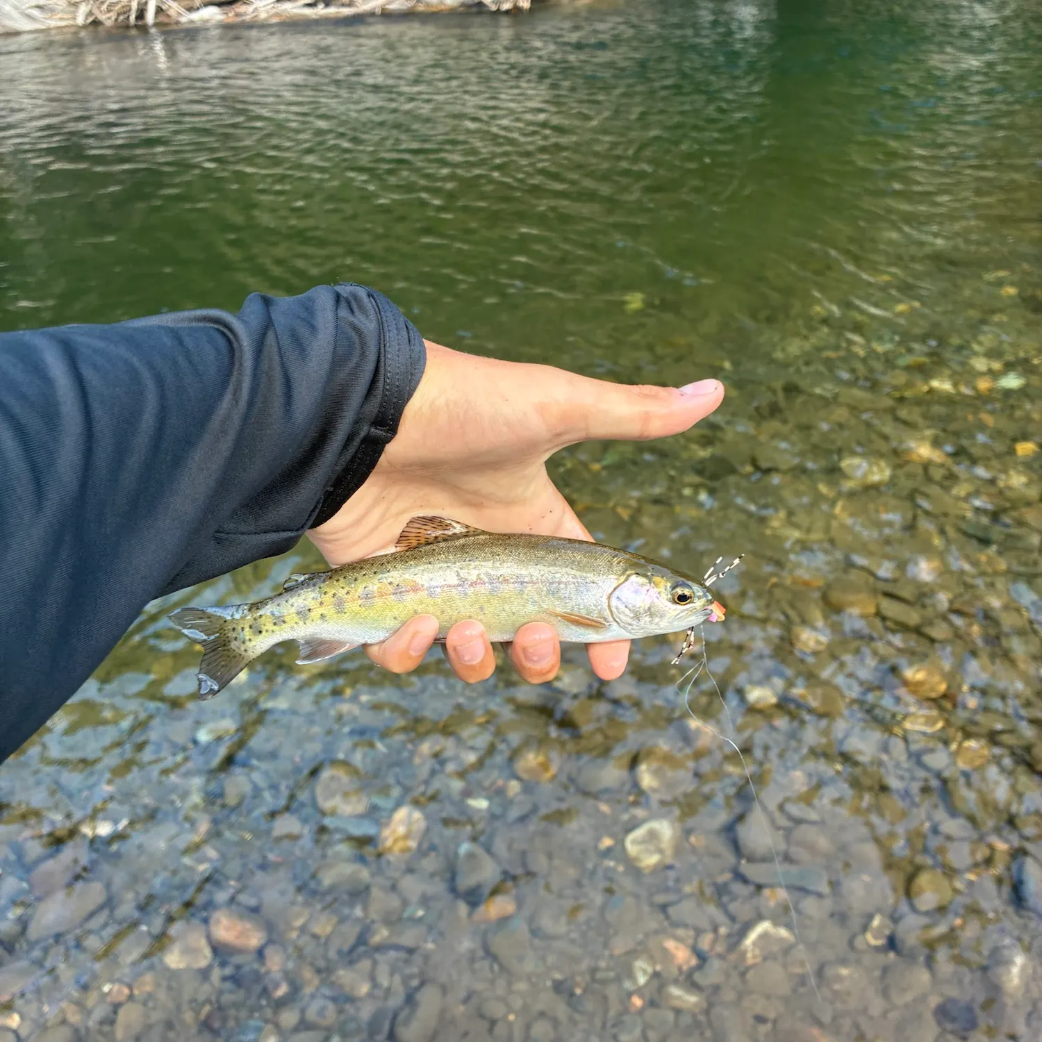 Cutbow caught on Fishbrain