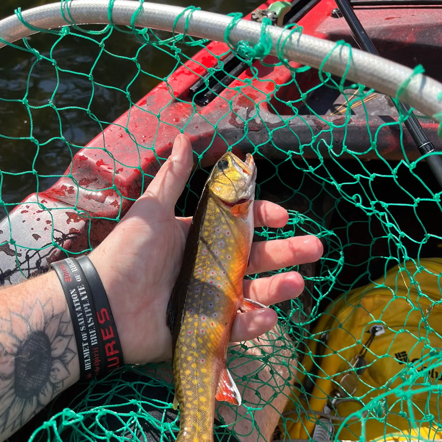Brook trout caught on Fishbrain