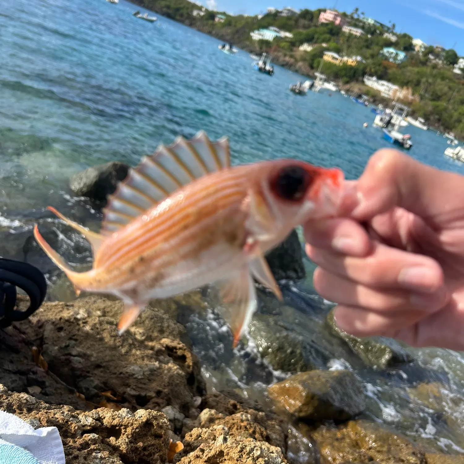The most recent Common squirrelfish catches on Fishbrain
