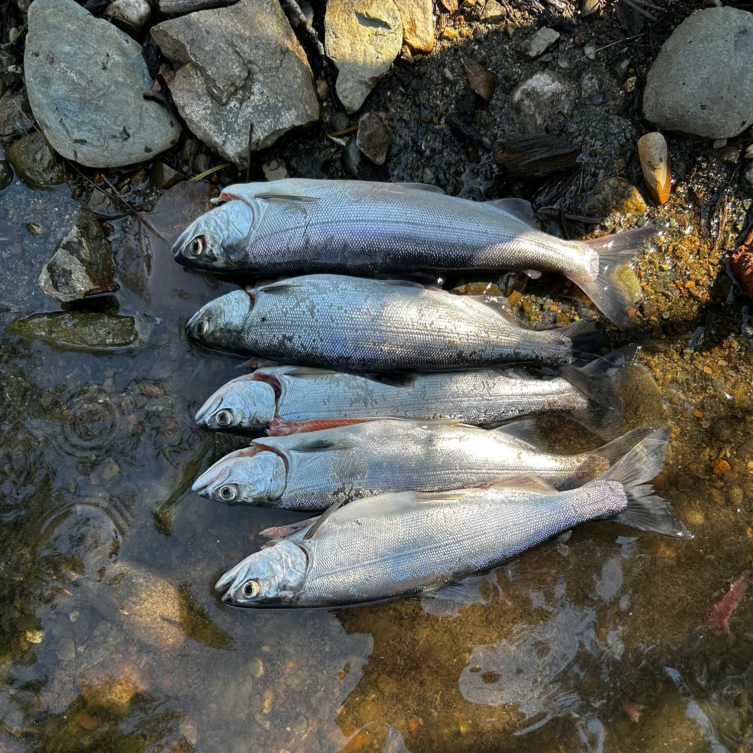 recently logged catches