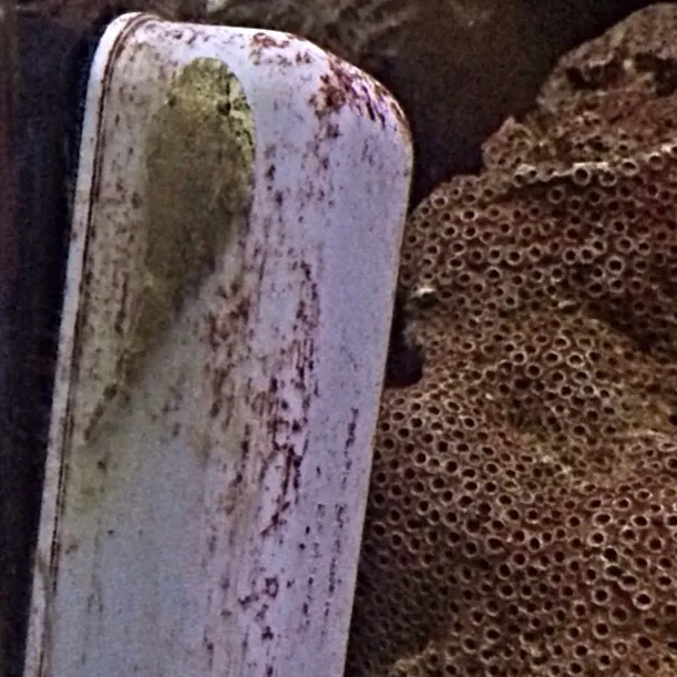 The most recent Northern clingfish catches on Fishbrain