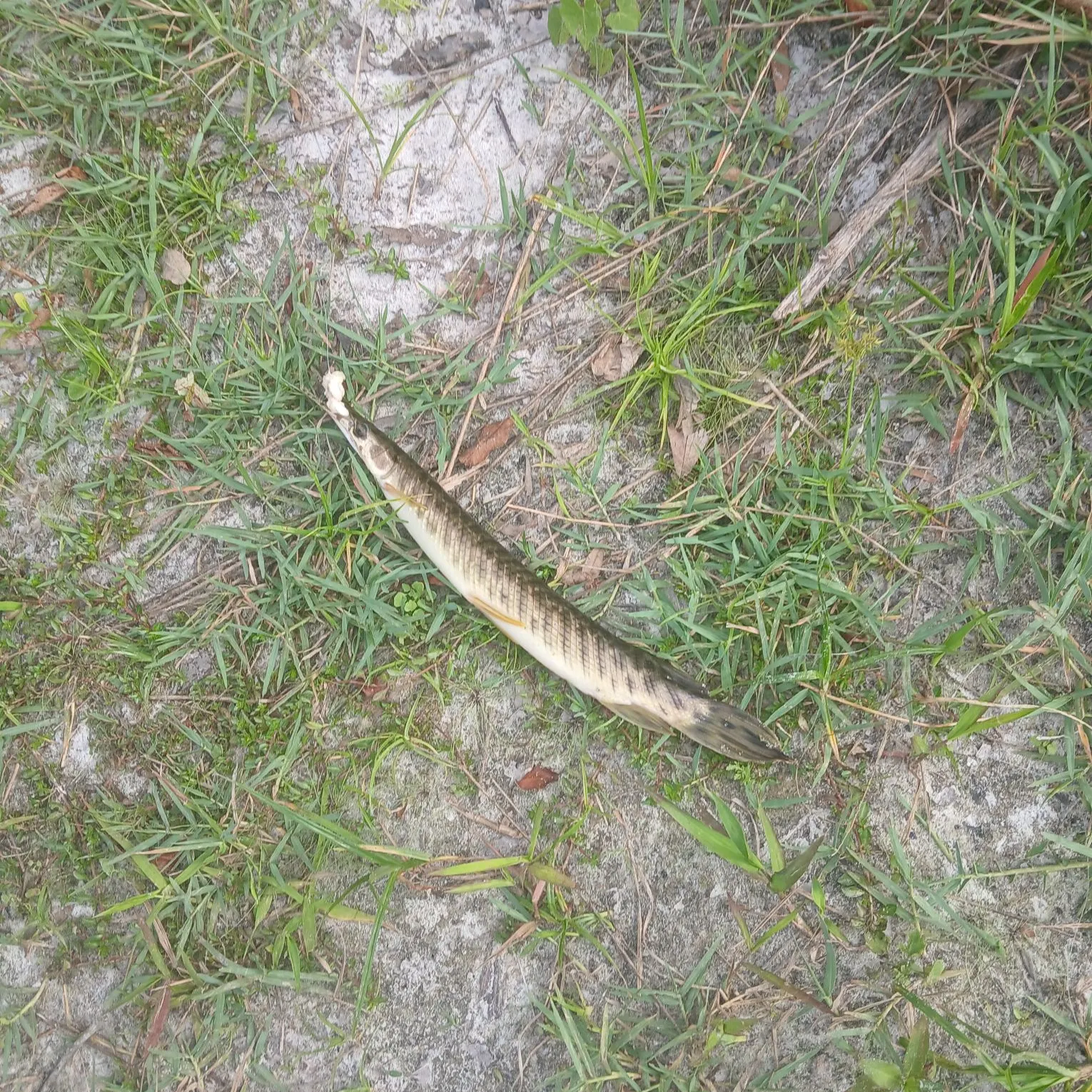 The most recent Florida gar catches on Fishbrain
