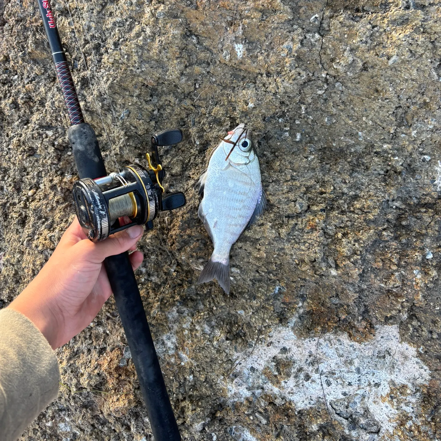 The most recent Walleye surfperch catches on Fishbrain