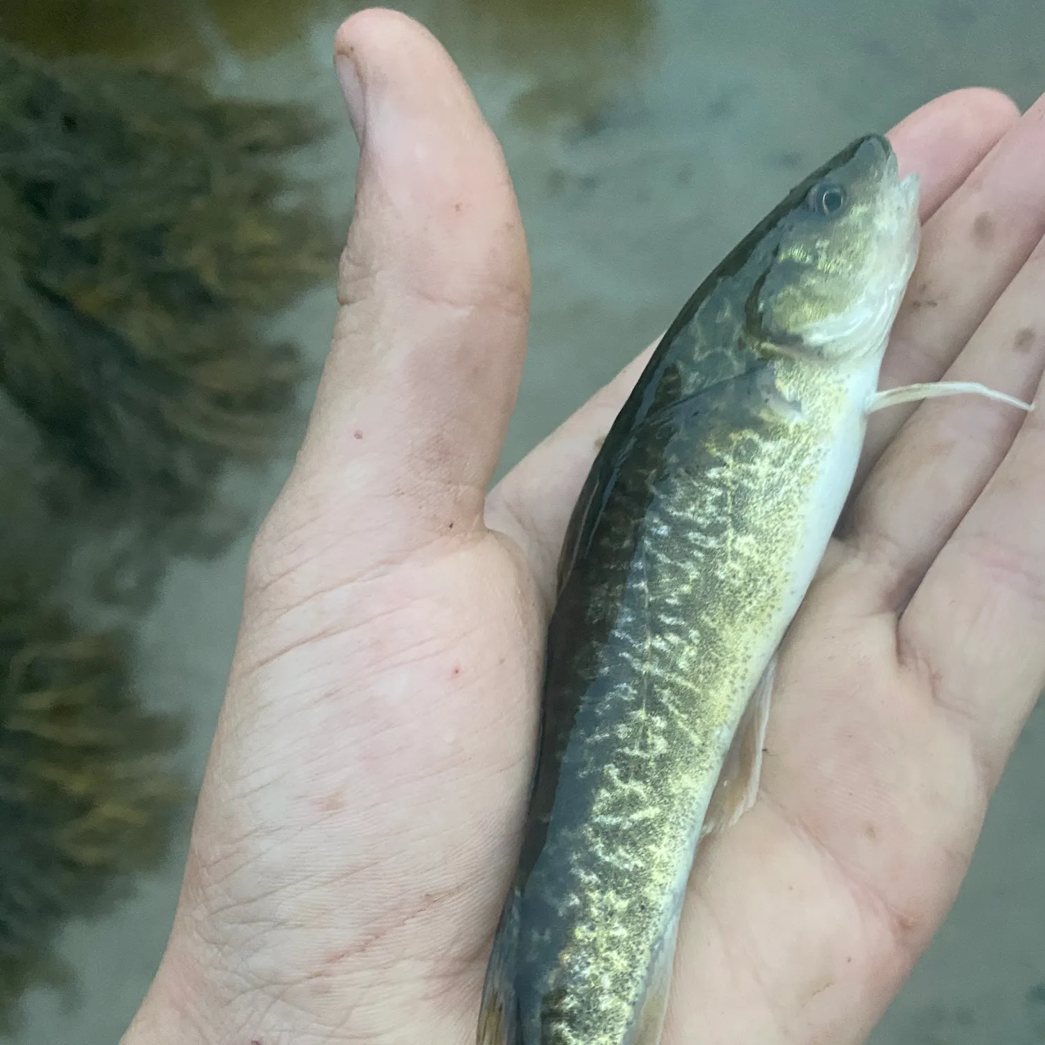 Atlantic cod caught on Fishbrain