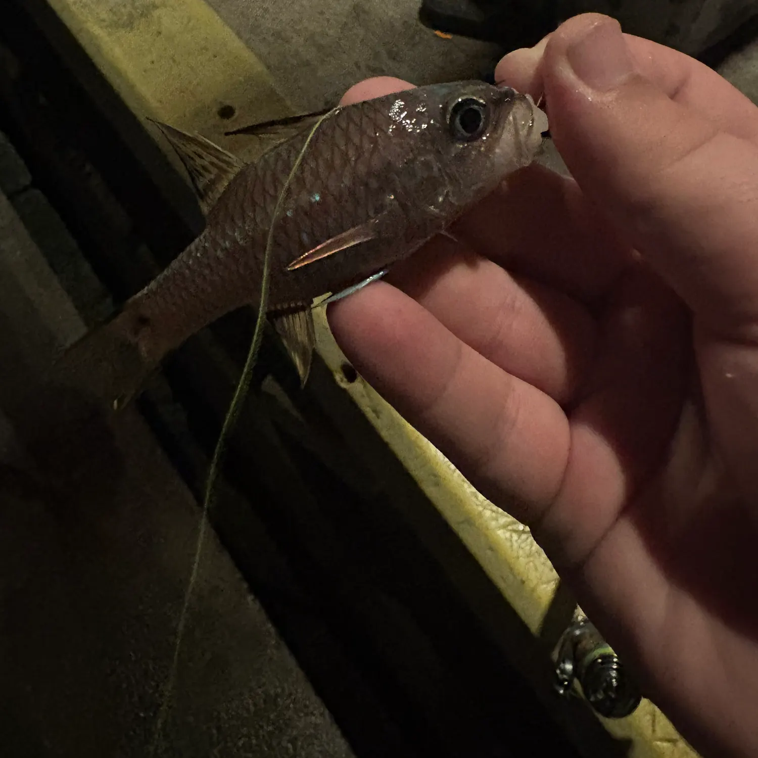 The most recent Iridescent cardinalfish catches on Fishbrain
