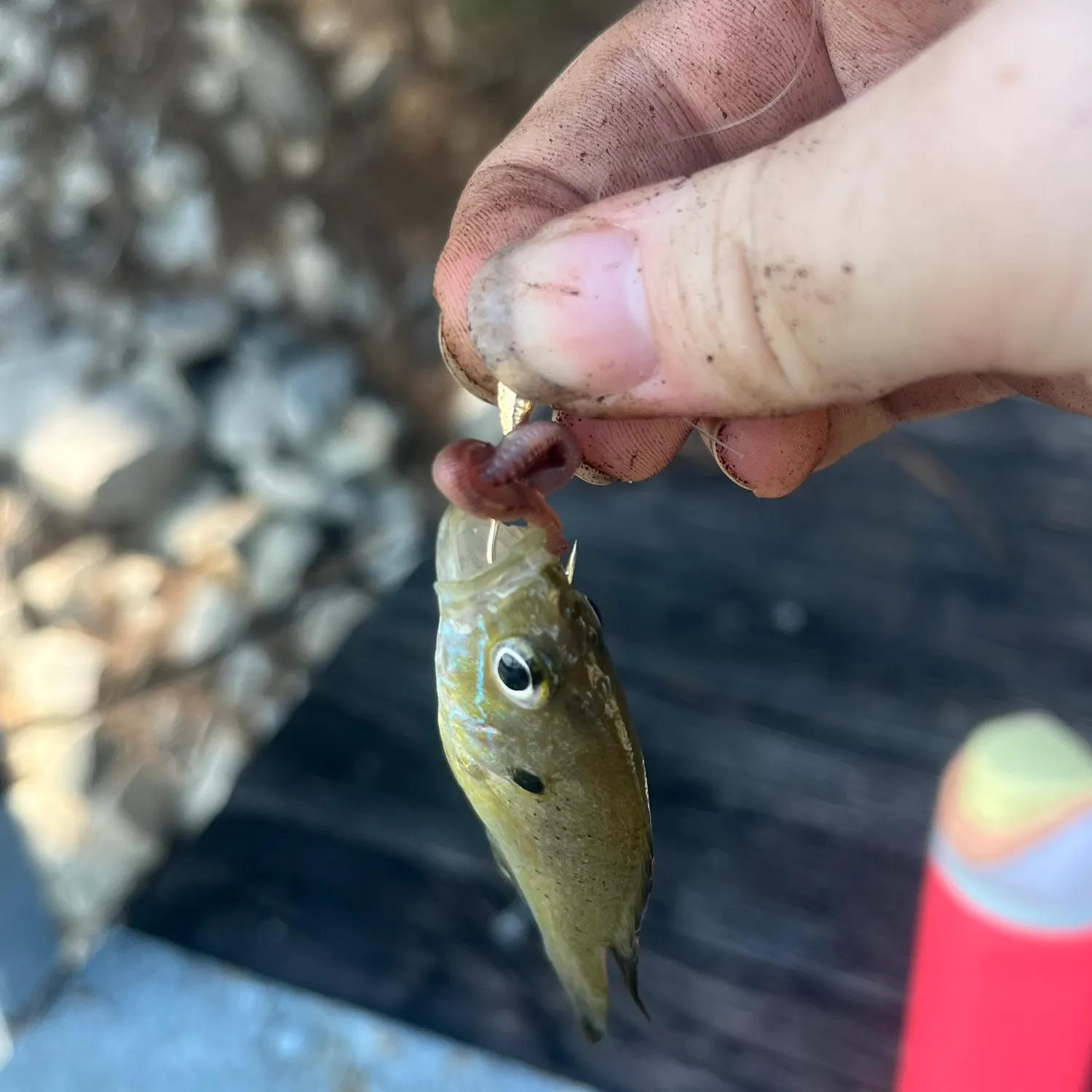 Green sunfish caught on Fishbrain