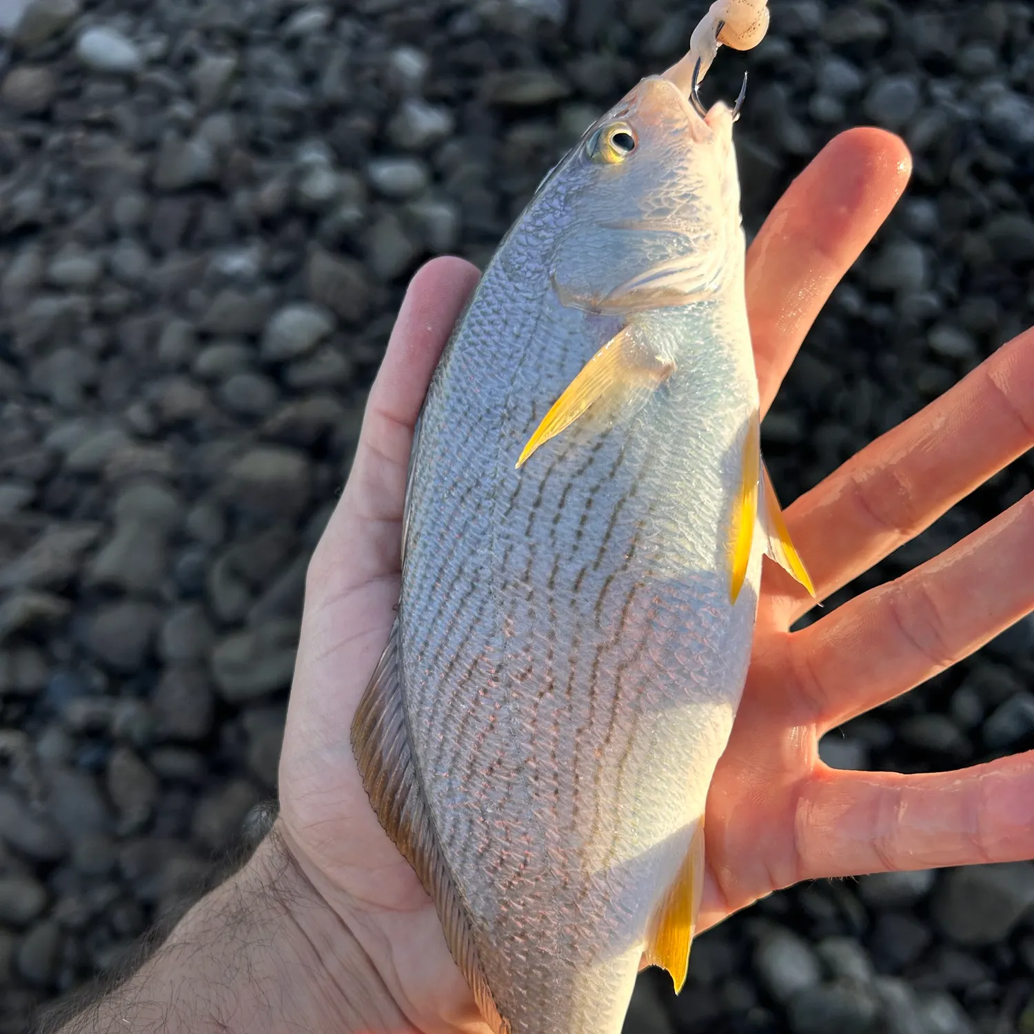 Yellowfin croaker caught on Fishbrain