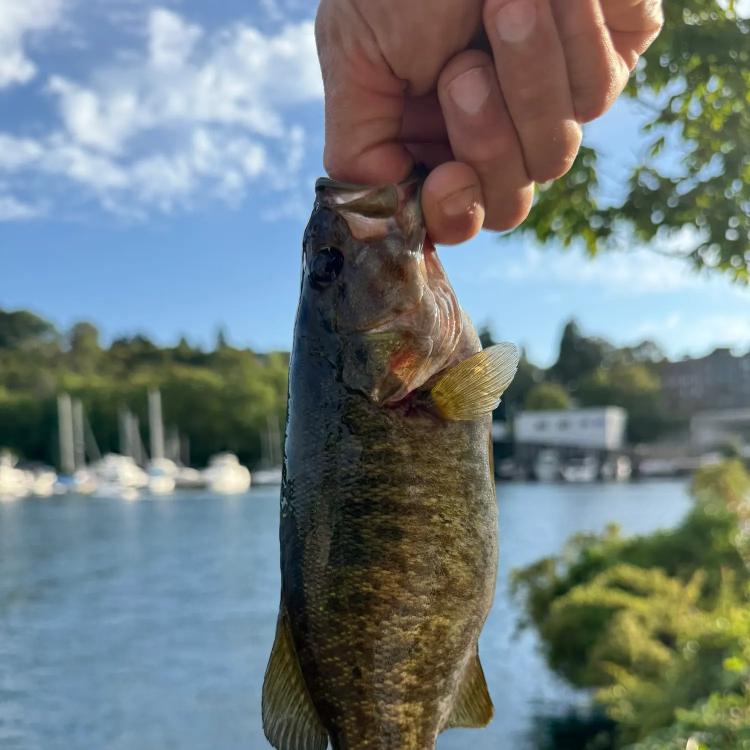 catch