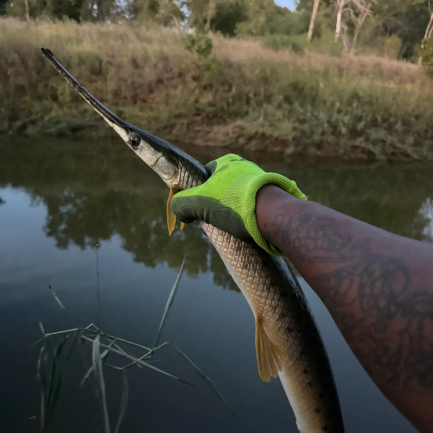Longnose gar caught on Fishbrain