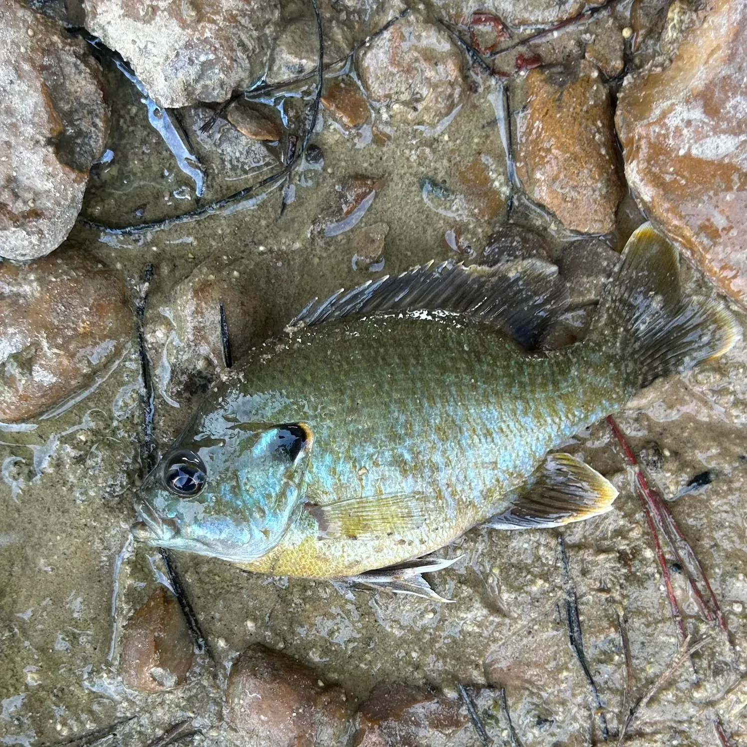 Greengill hybrid caught on Fishbrain