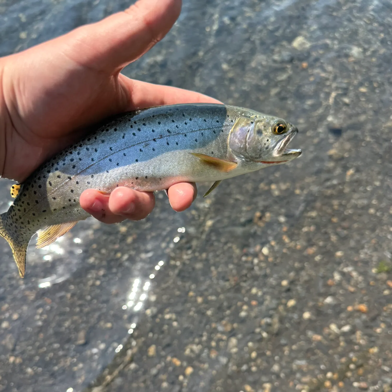 The most recent Bonneville cutthroat trout catches on Fishbrain