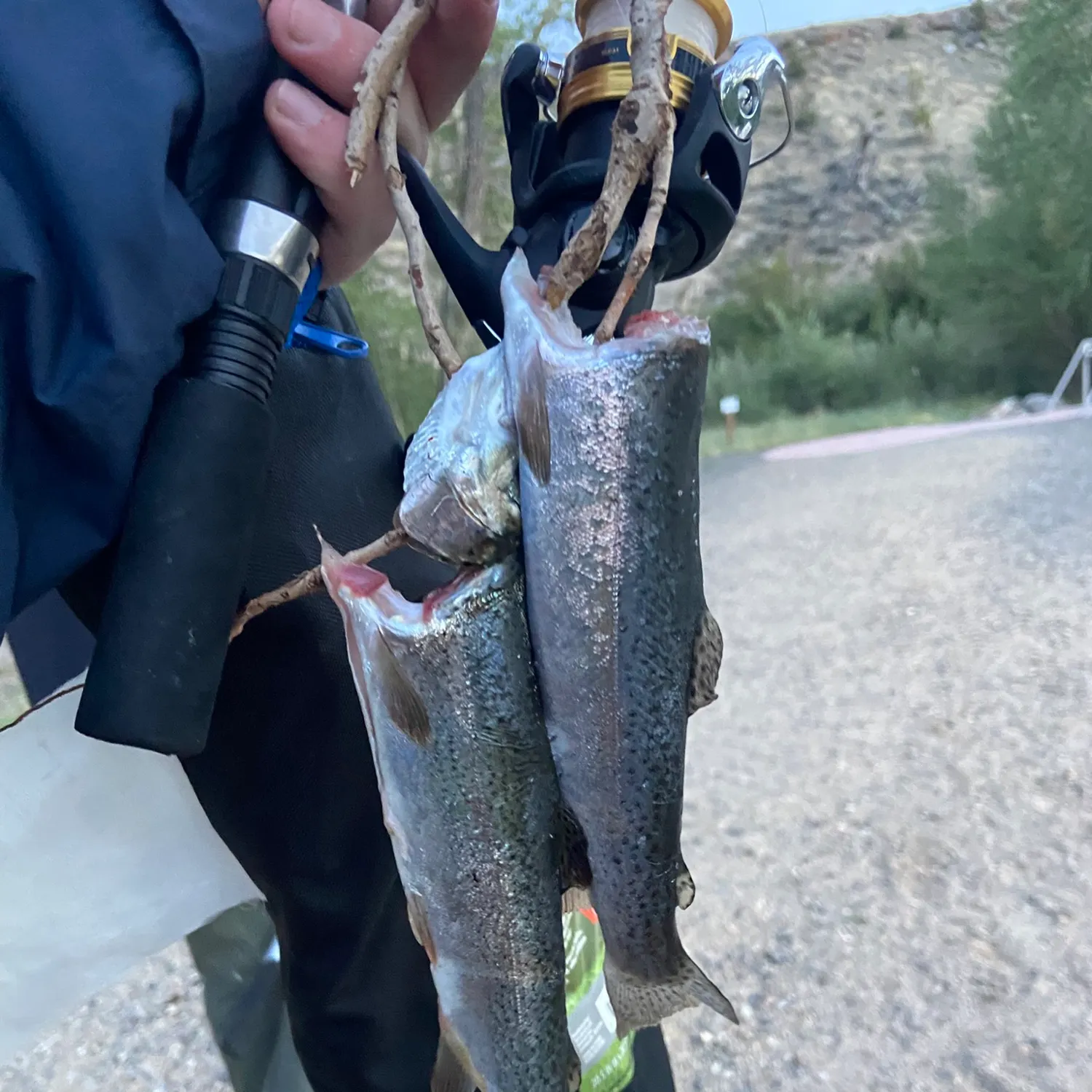 Rainbow trout caught on Fishbrain
