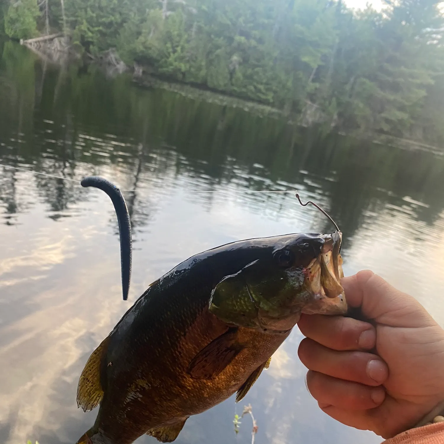 Smallmouth bass caught on Fishbrain