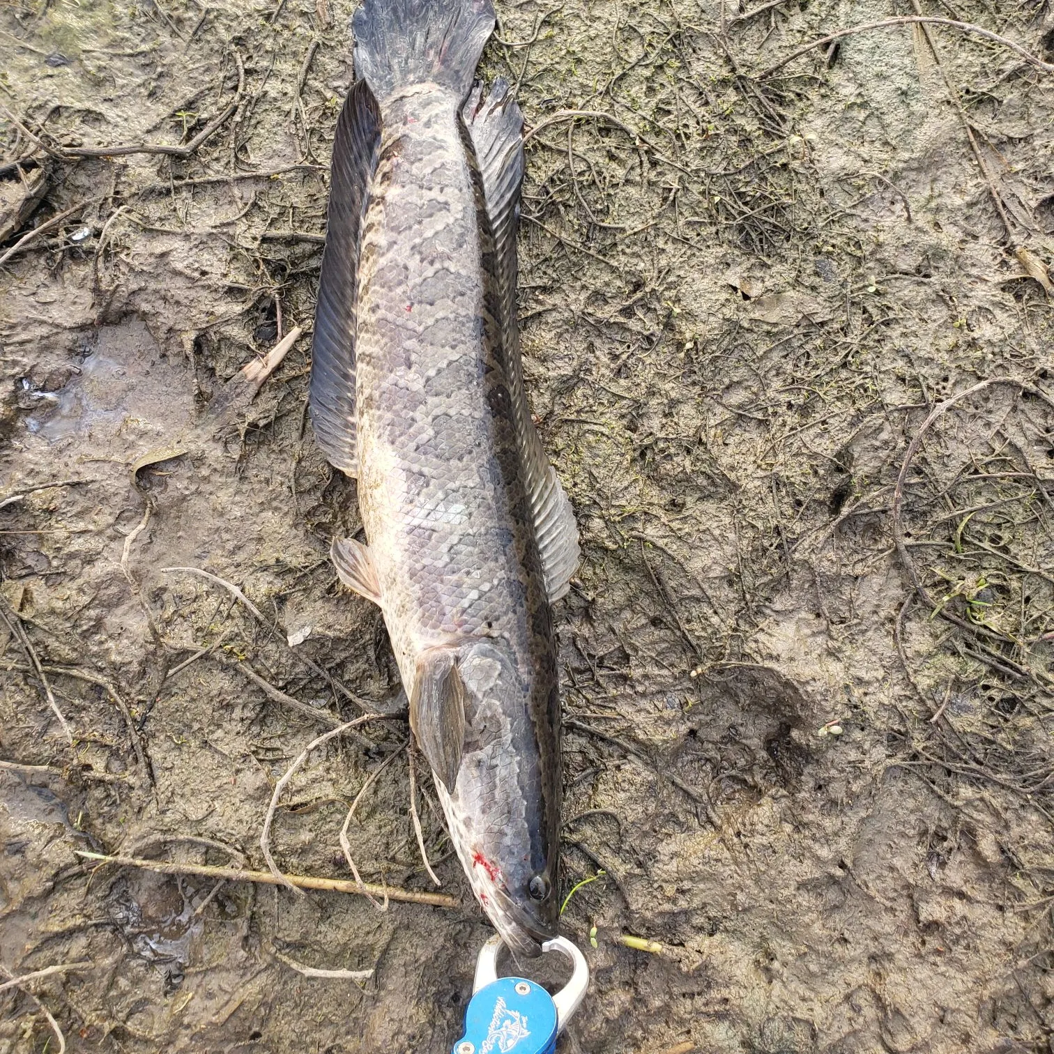 The most recent Northern snakehead catches on Fishbrain