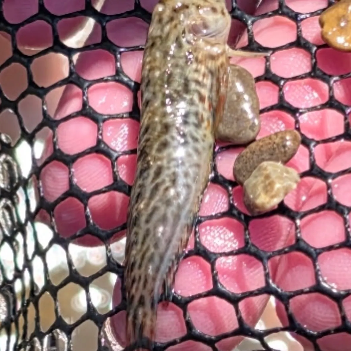 Slender goby caught on Fishbrain