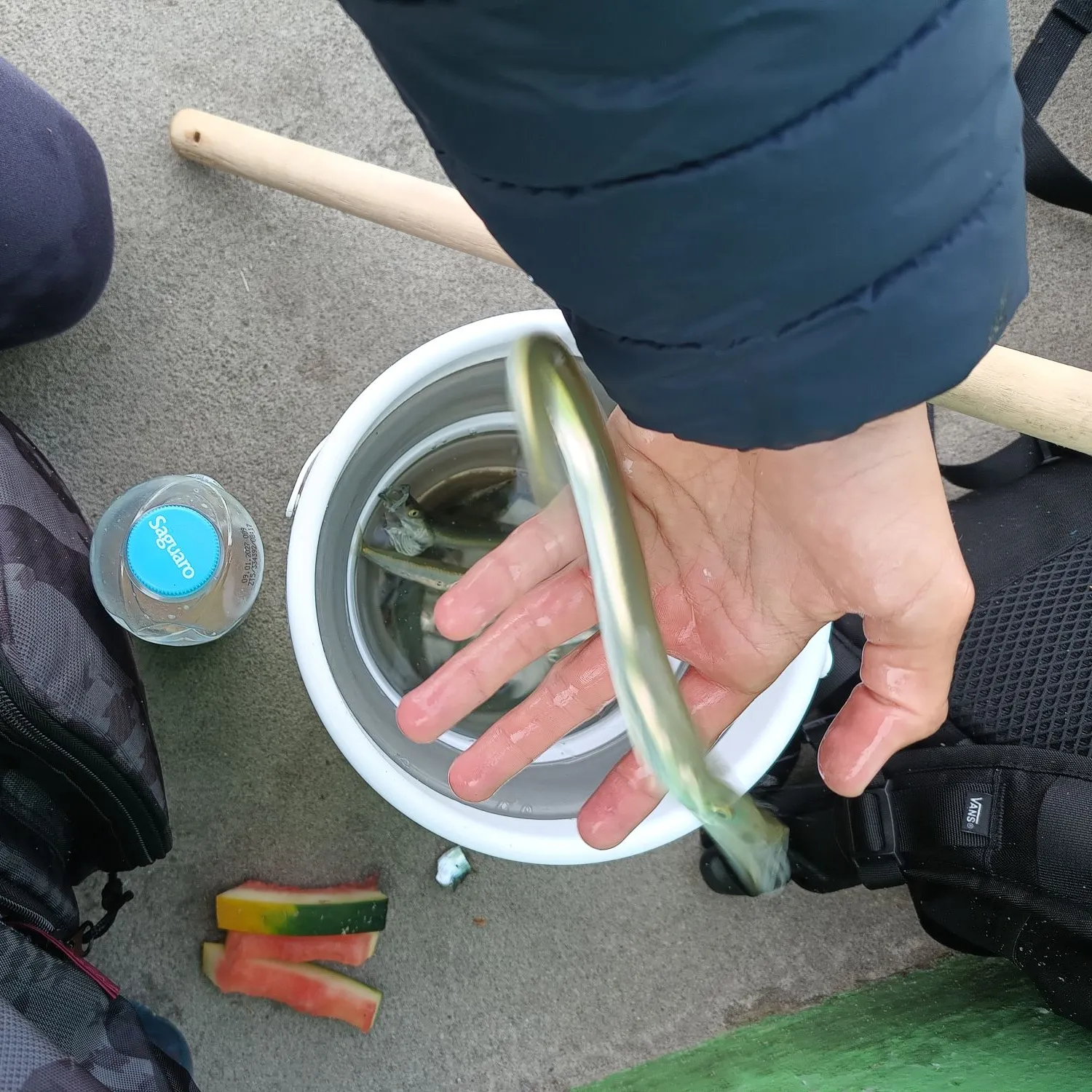 European garfish caught on Fishbrain