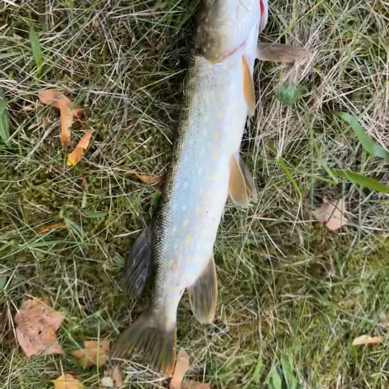 Northern pike caught on Fishbrain