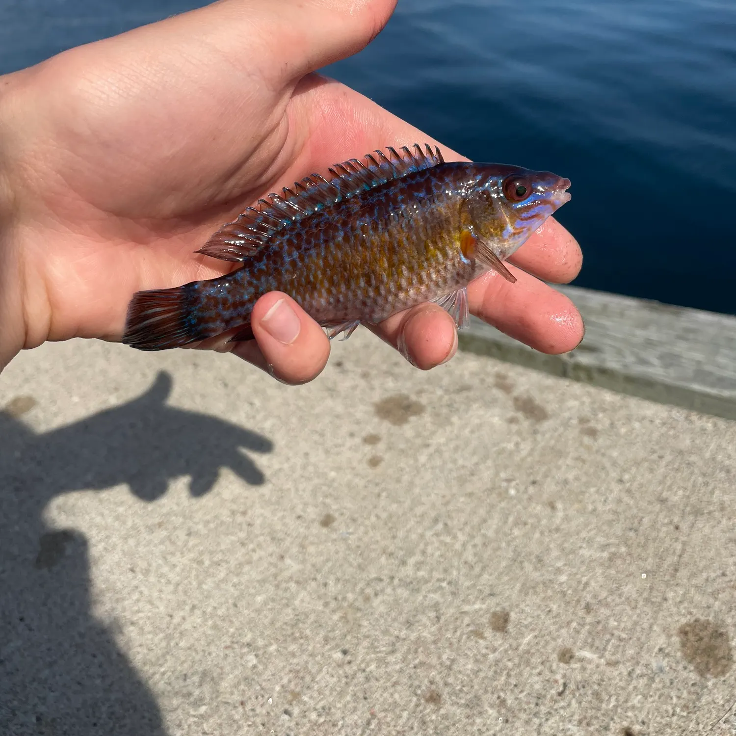 The most recent Rock cook catches on Fishbrain