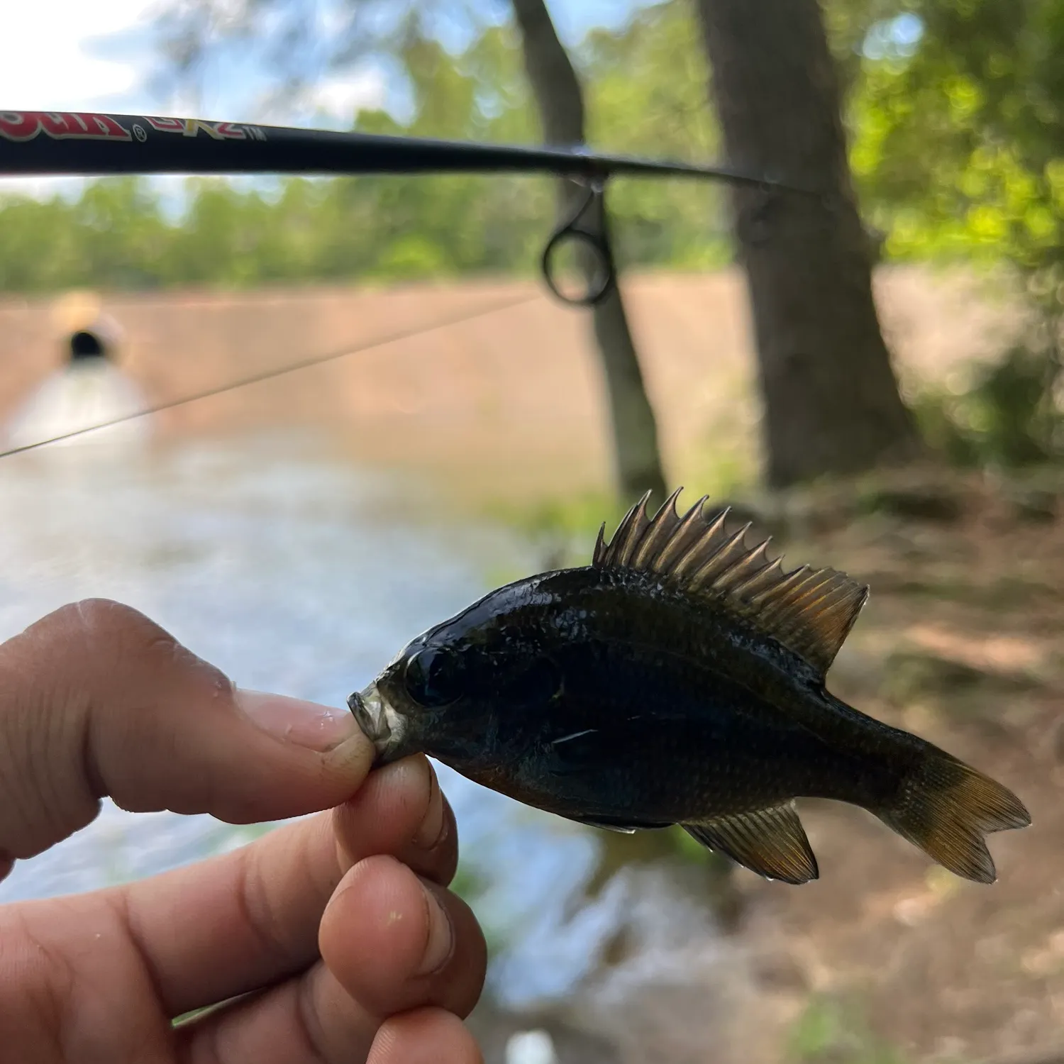 The most recent Pumpkingill hybrid catches on Fishbrain