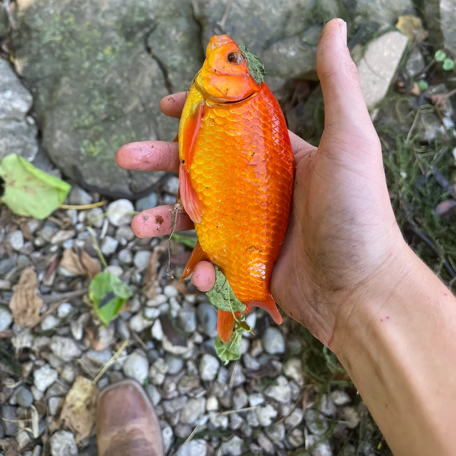 Goldfish caught on Fishbrain