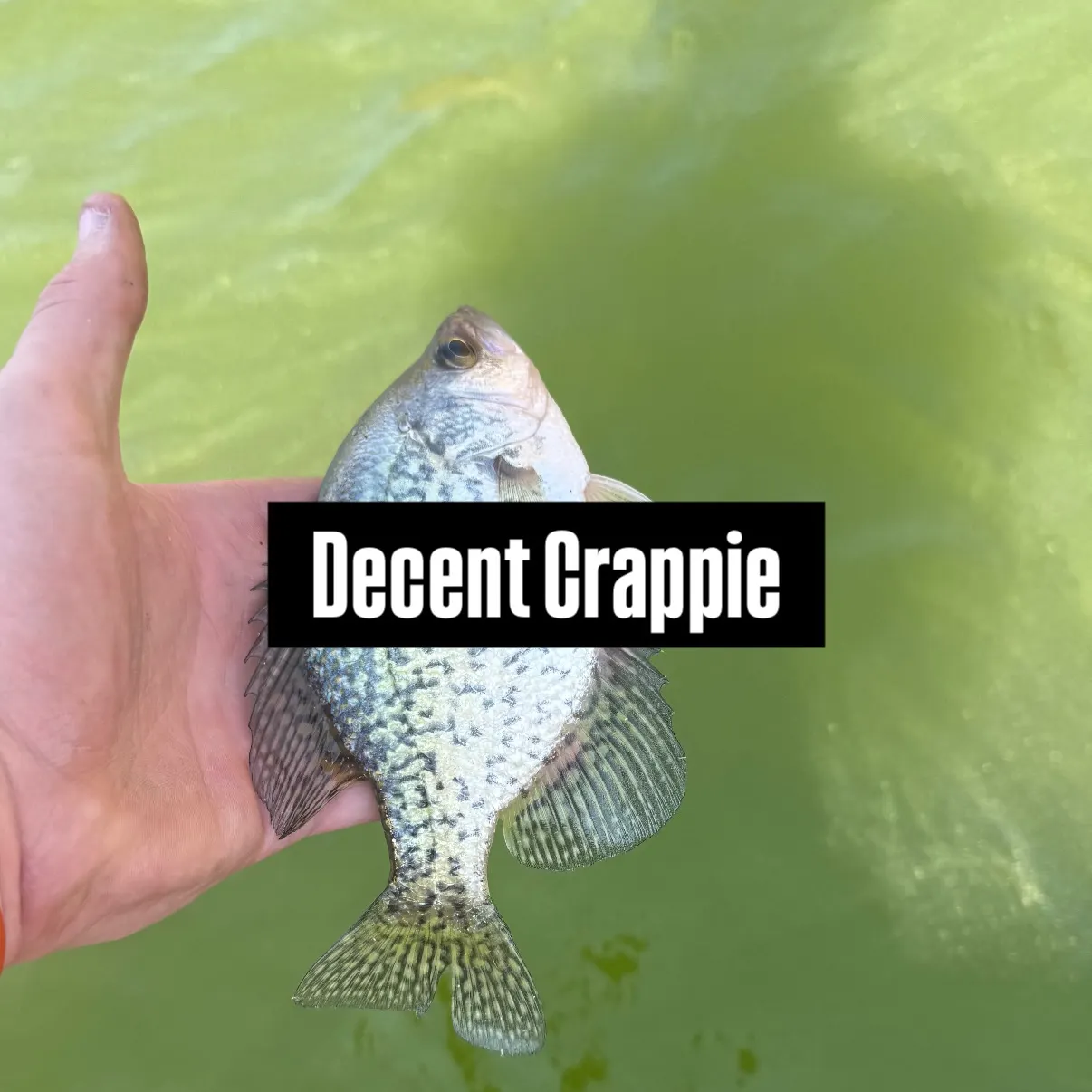 The most recent Black crappie catches on Fishbrain