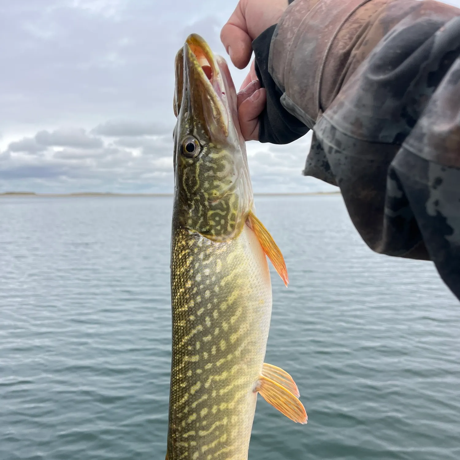 Northern pike caught on Fishbrain