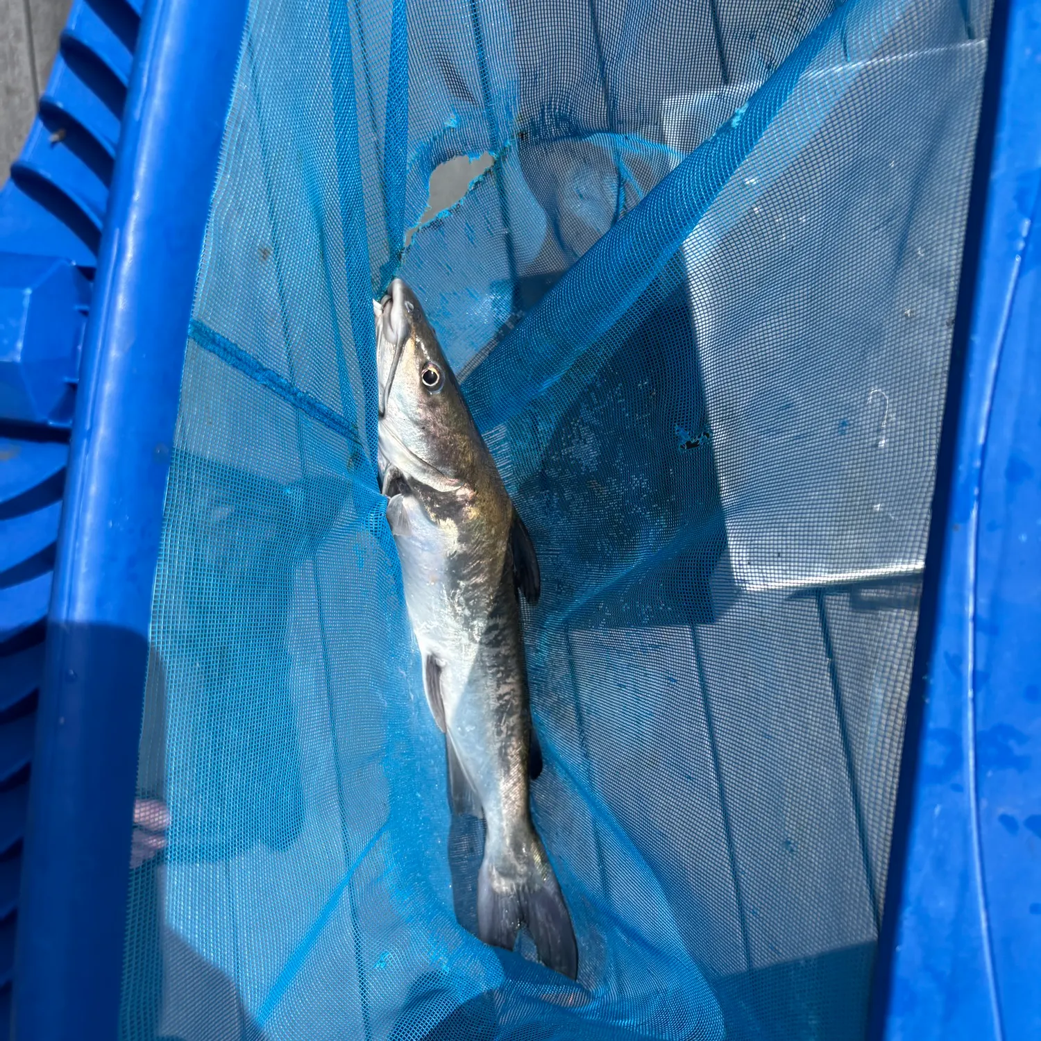 Hardhead sea catfish caught on Fishbrain