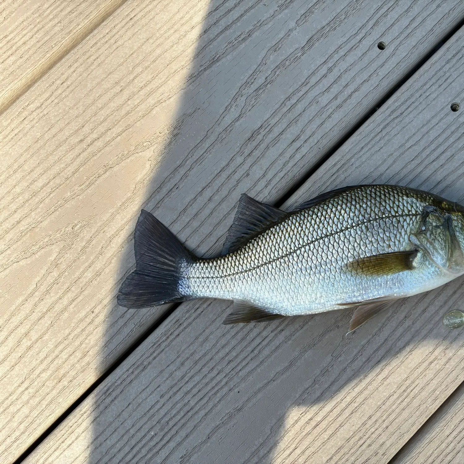 White perch caught on Fishbrain