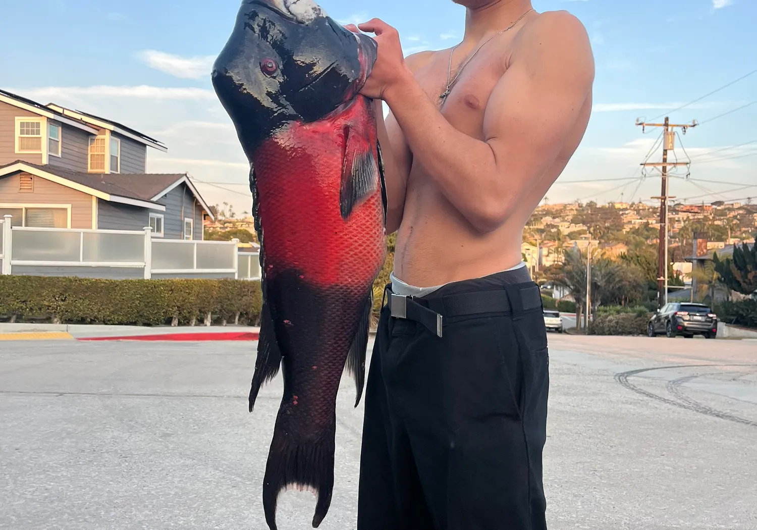 California sheephead