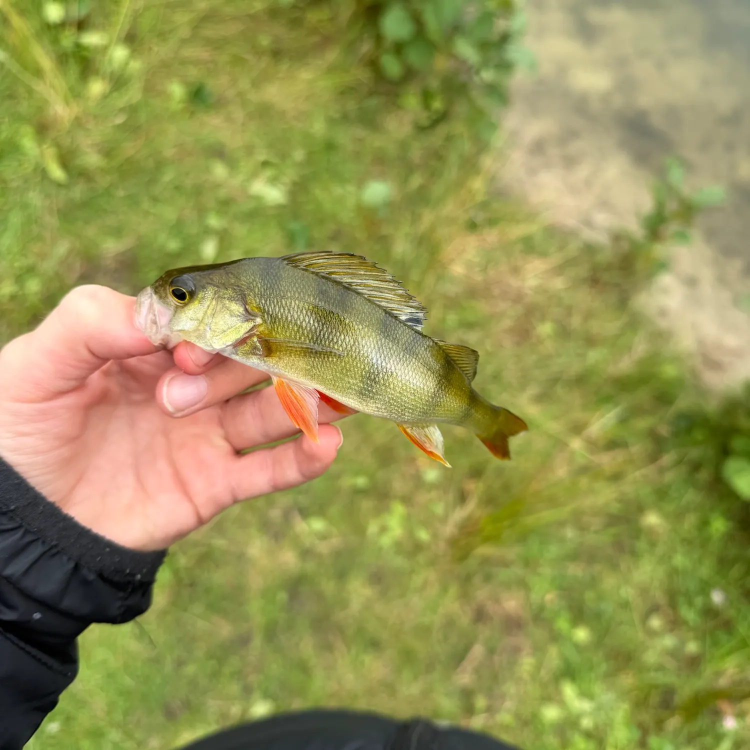 European perch caught on Fishbrain