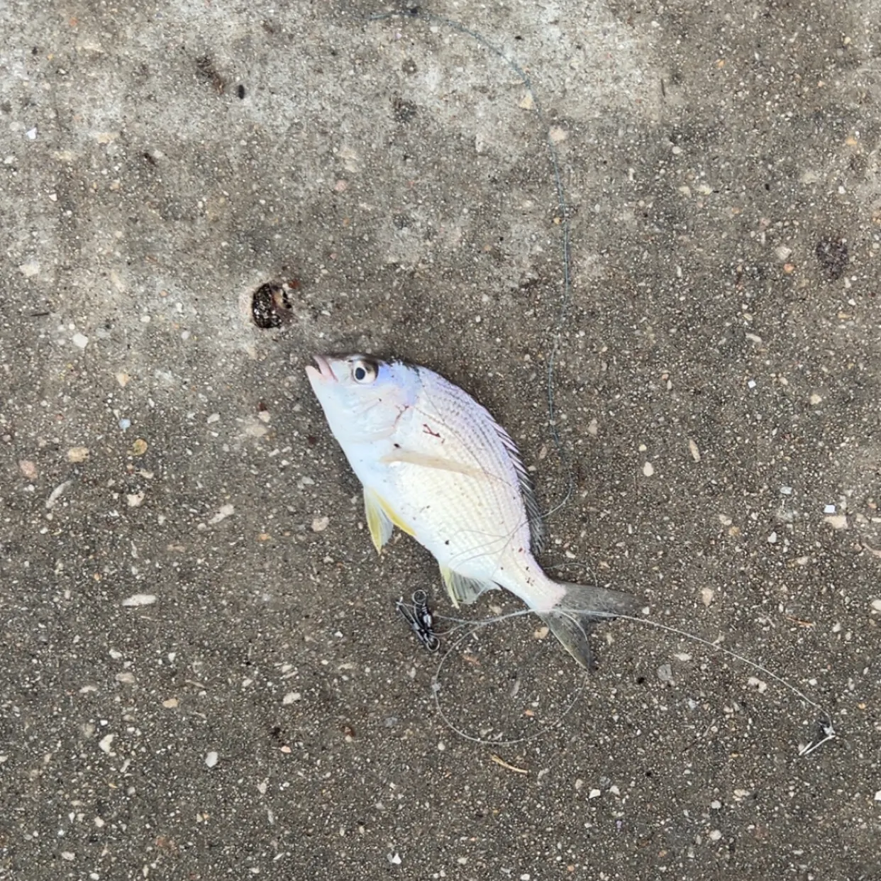 Southern black bream caught on Fishbrain