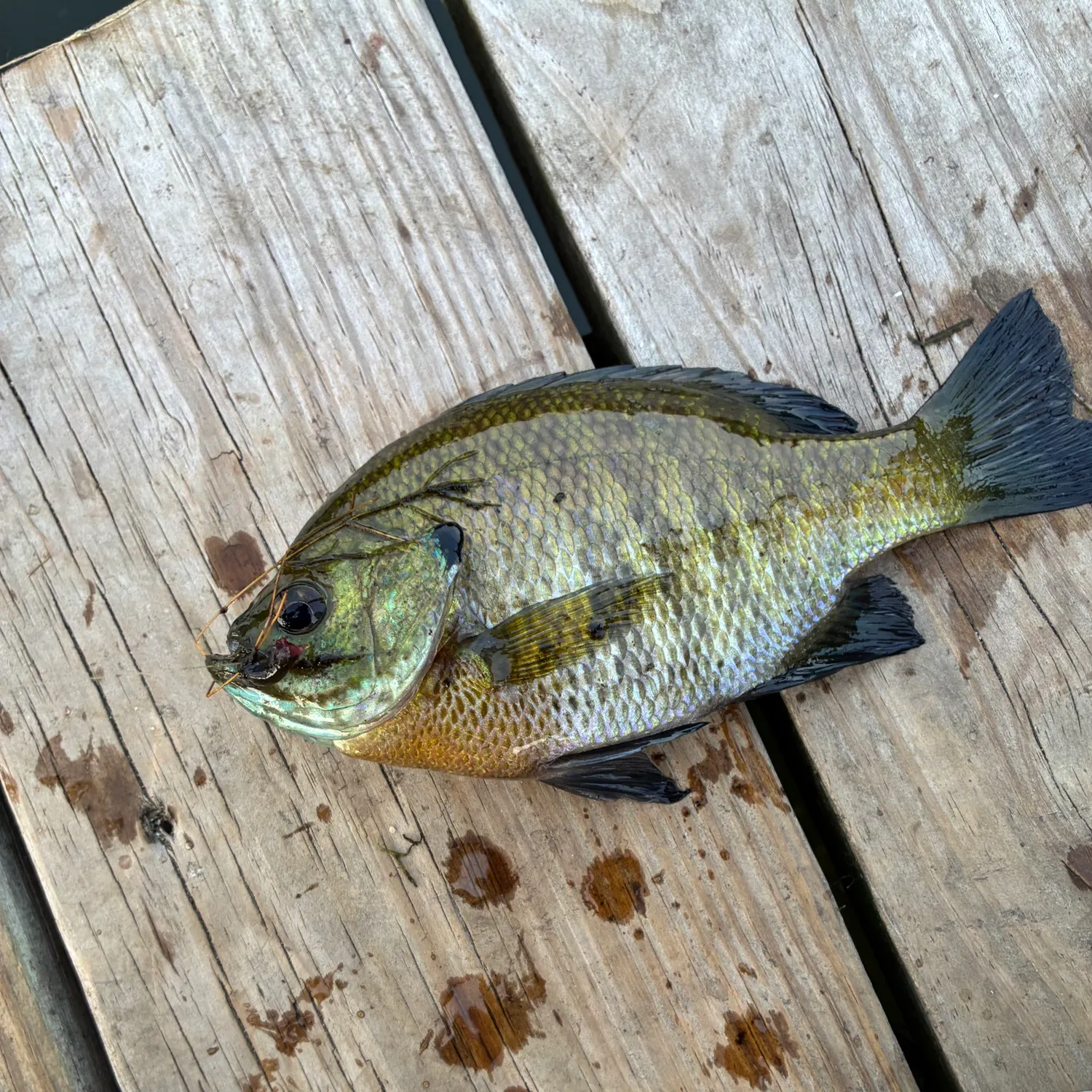 recently logged catches